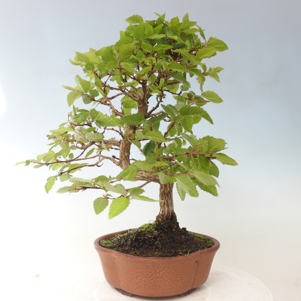 Outdoor bonsai -Carpinus CARPINOIDES - Korean Hornbeam
