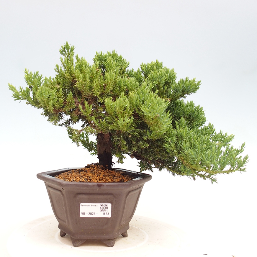 Outdoor bonsai - Juniperus procumbens - Prostrate Juniper