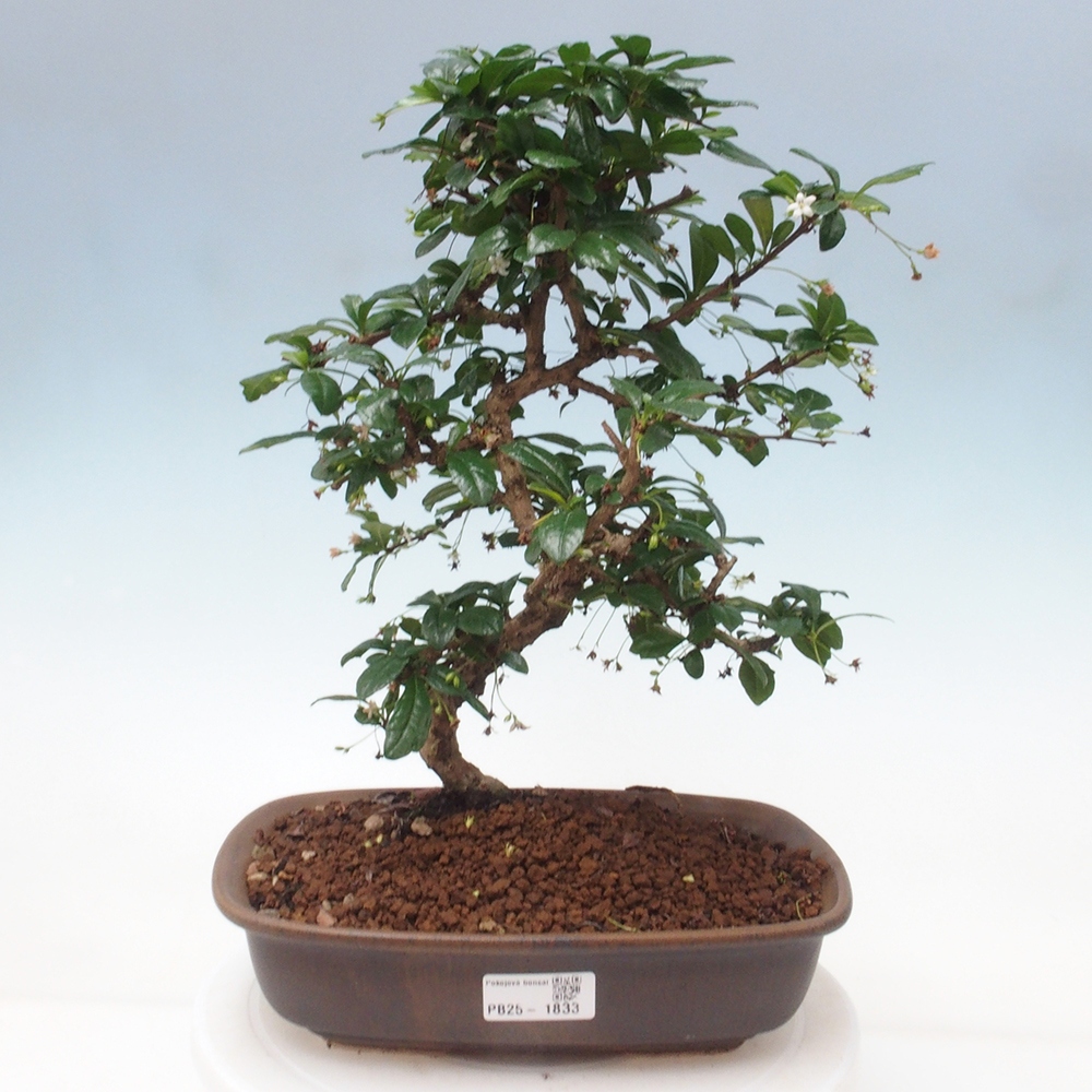 Room bonsai - Carmona macrophylla - Tea fuki
