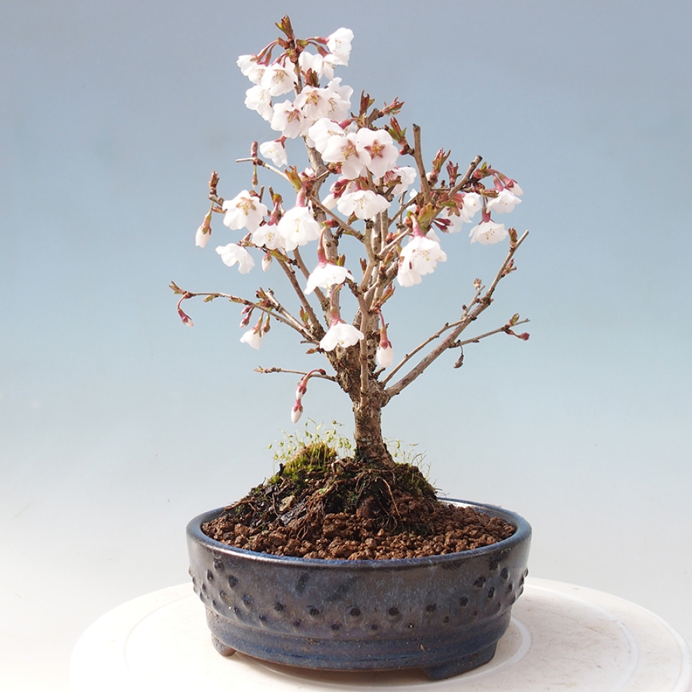 Outdoor bonsai - Prunus incisa Kojou-no mai-Plum cut