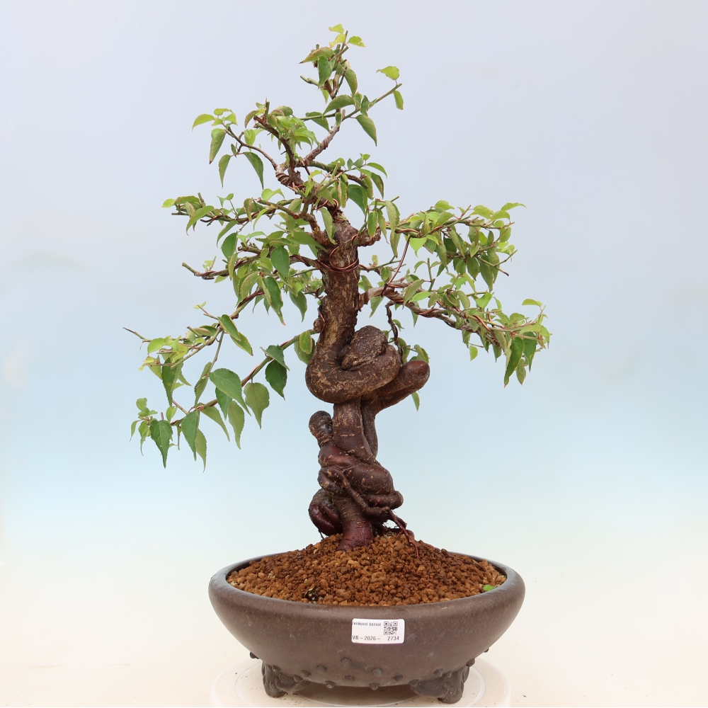Outdoor Bonsai - Japanese Apricot - Prunus Mume