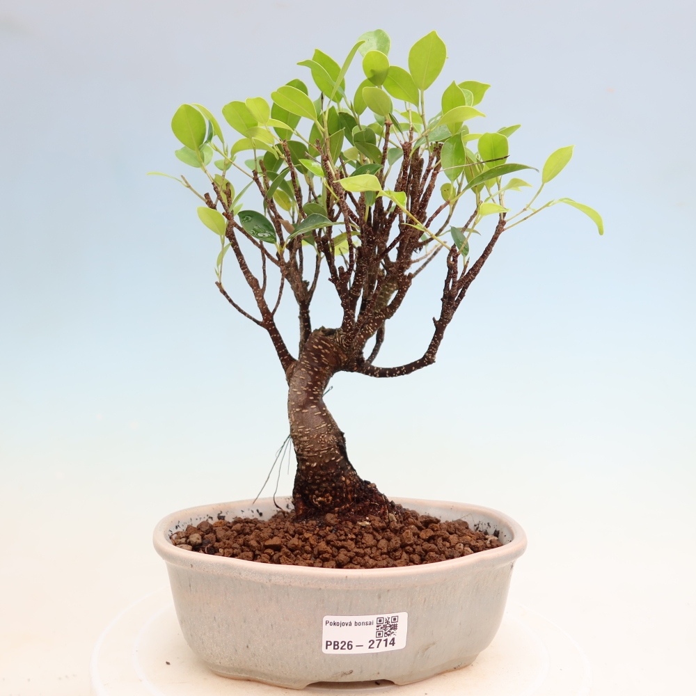 Room bonsai - Ficus kimmen - small-leaved ficus