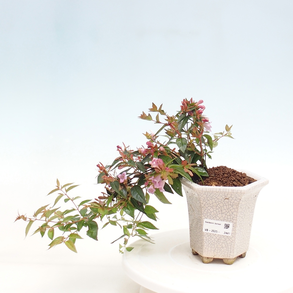 Outdoor bonsai - Abelia Grandiflora - Abelia grandiflora