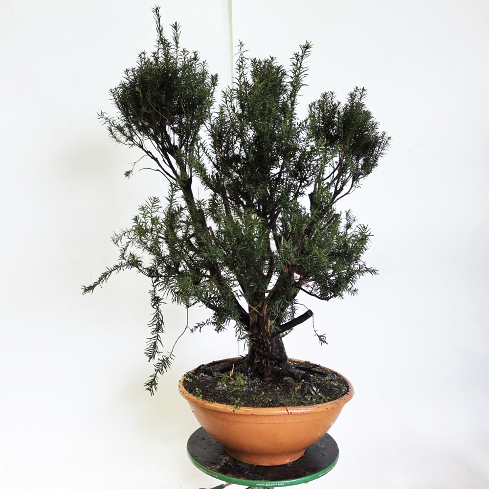 Outdoor bonsai Red Yew - Taxus bacata