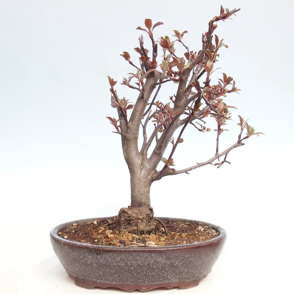 Outdoor bonsai -Malus domestica - Small-fruited red-leaved apple tree