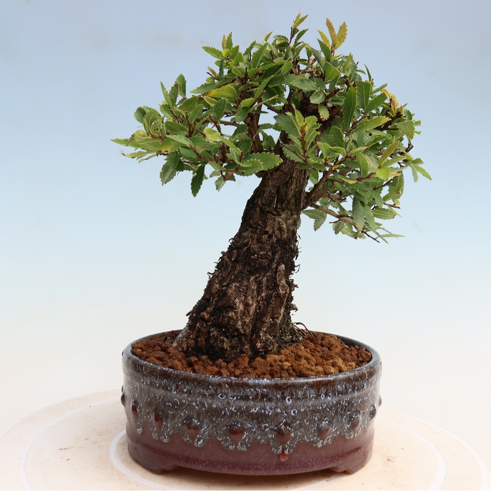 Outdoor bonsai - Zelkova - Zelkova NIRE