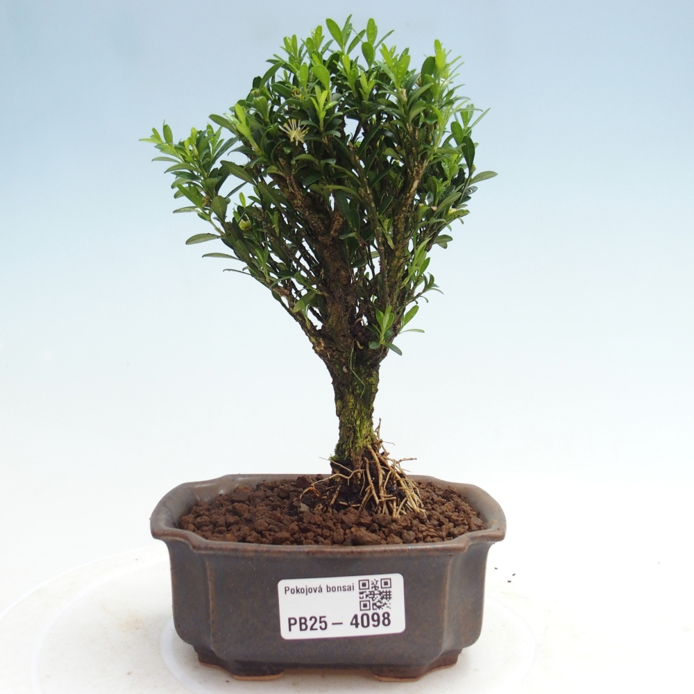 Room bonsai - Buxus harlandii - cork buxus