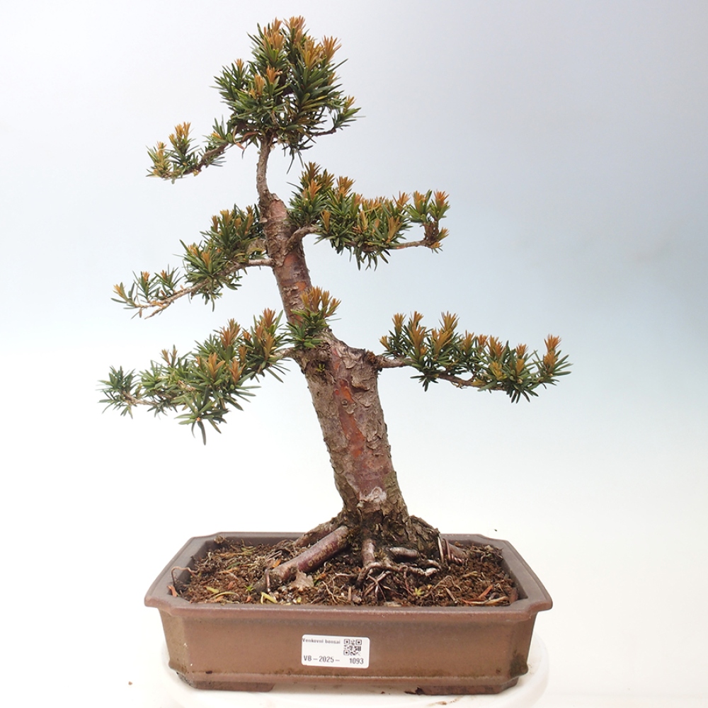 Outdoor bonsai - Taxus cuspidata - Japanese yew
