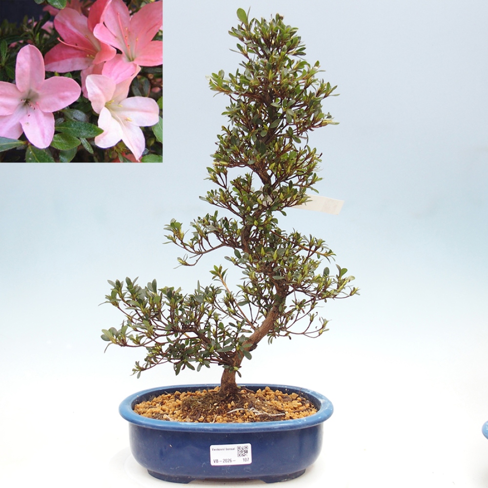 Outdoor bonsai - Japanese Azalea - Azalea Nikko