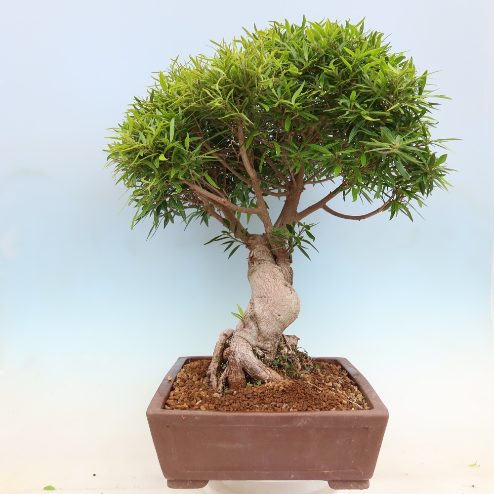 Room bonsai - Ficus nerifolia - small-leaved ficus
