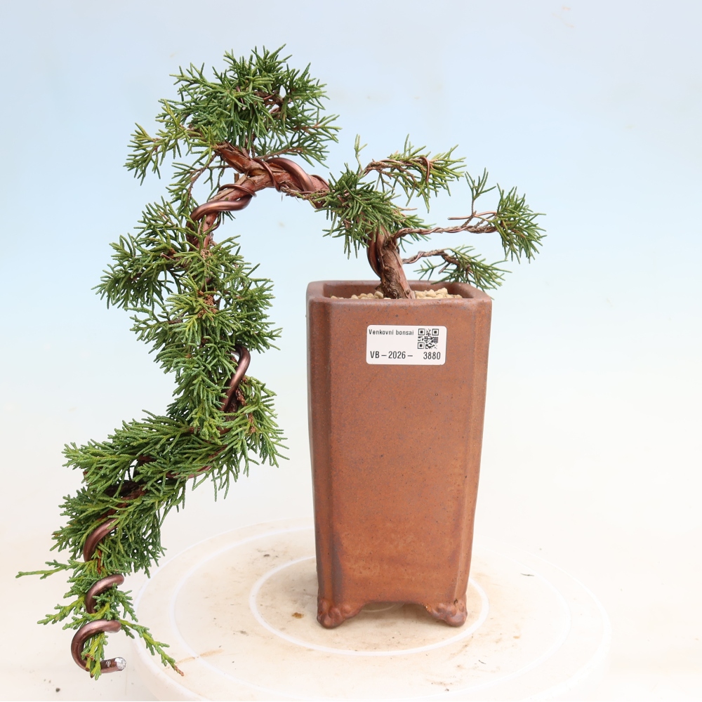 Outdoor bonsai - Juniperus chinensis Kishu