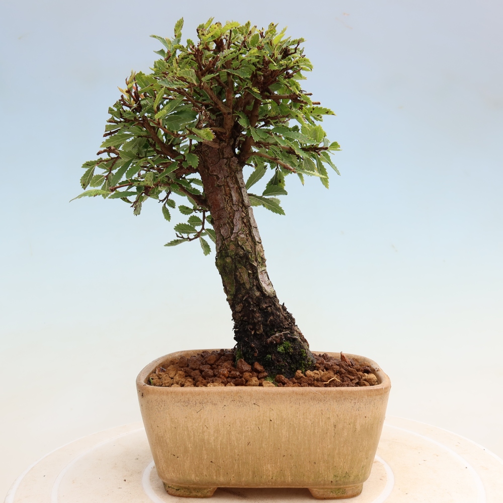 Outdoor bonsai - Zelkova - Zelkova NIRE