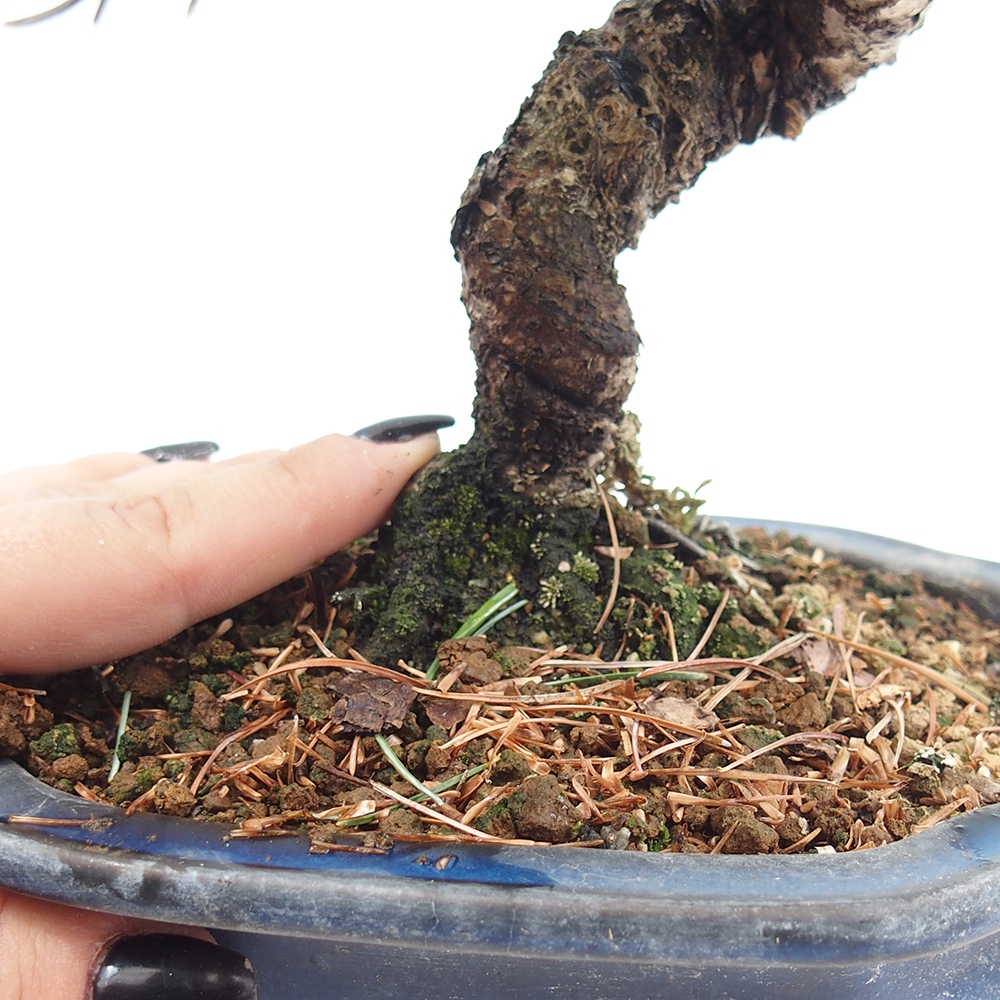 Outdoor bonsai - Pinus parviflora - Small pine tree