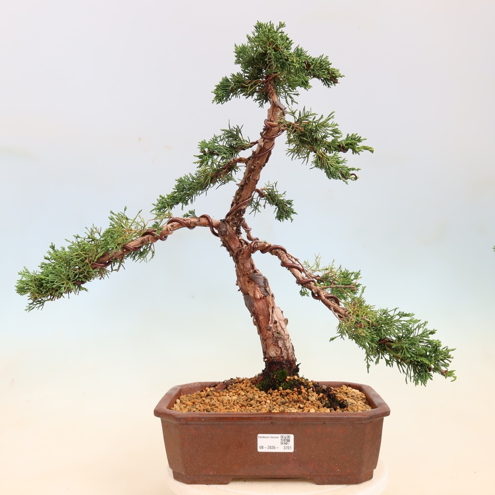 Outdoor bonsai - Juniperus chinensis Kishu