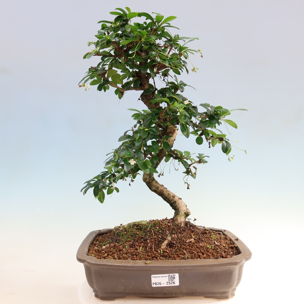 Room bonsai - Carmona macrophylla - Tea fuki