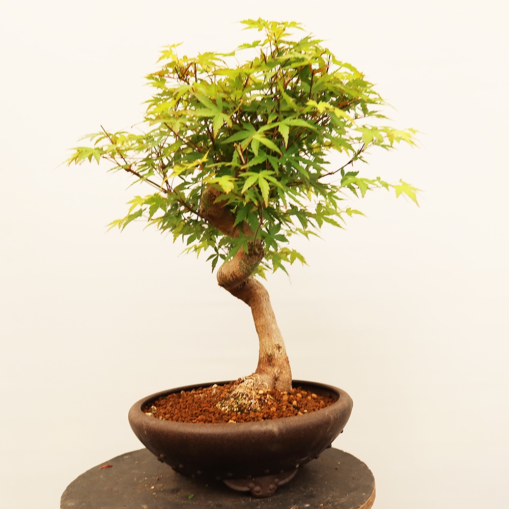 Outdoor bonsai - Maple palmatum - Palms