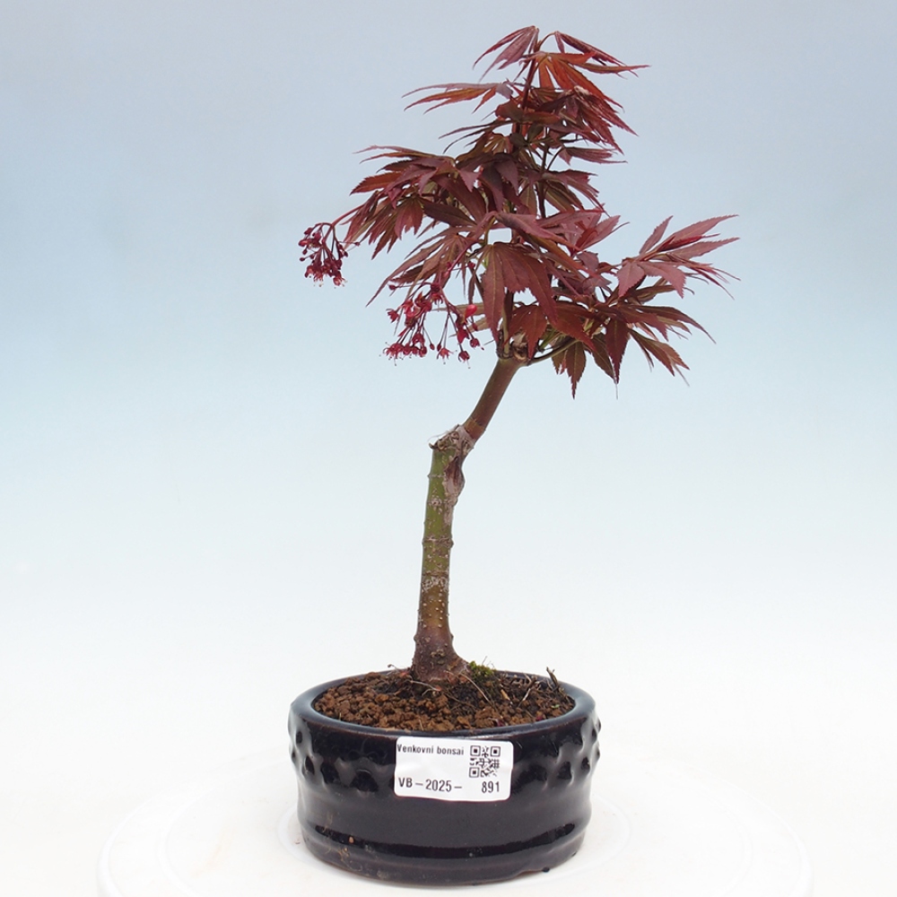 Outdoor bonsai - Acer palm. Atropurpureum-Palmleaf Maple