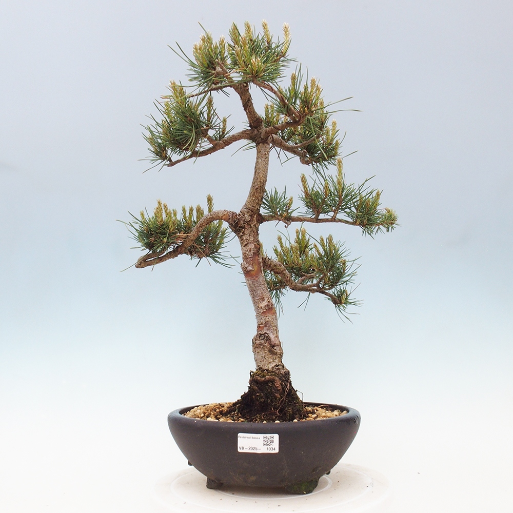 Outdoor bonsai - Pinus Sylvestris - Scots pine