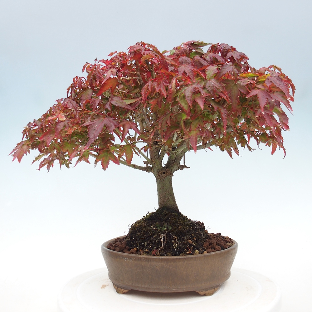 Acer palmatum KIOHIME - Palmetto maple