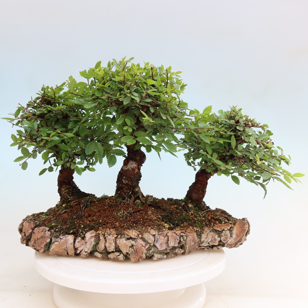 Outdoor Bonsai - Zelkova - Zelkova NIRE - Grove