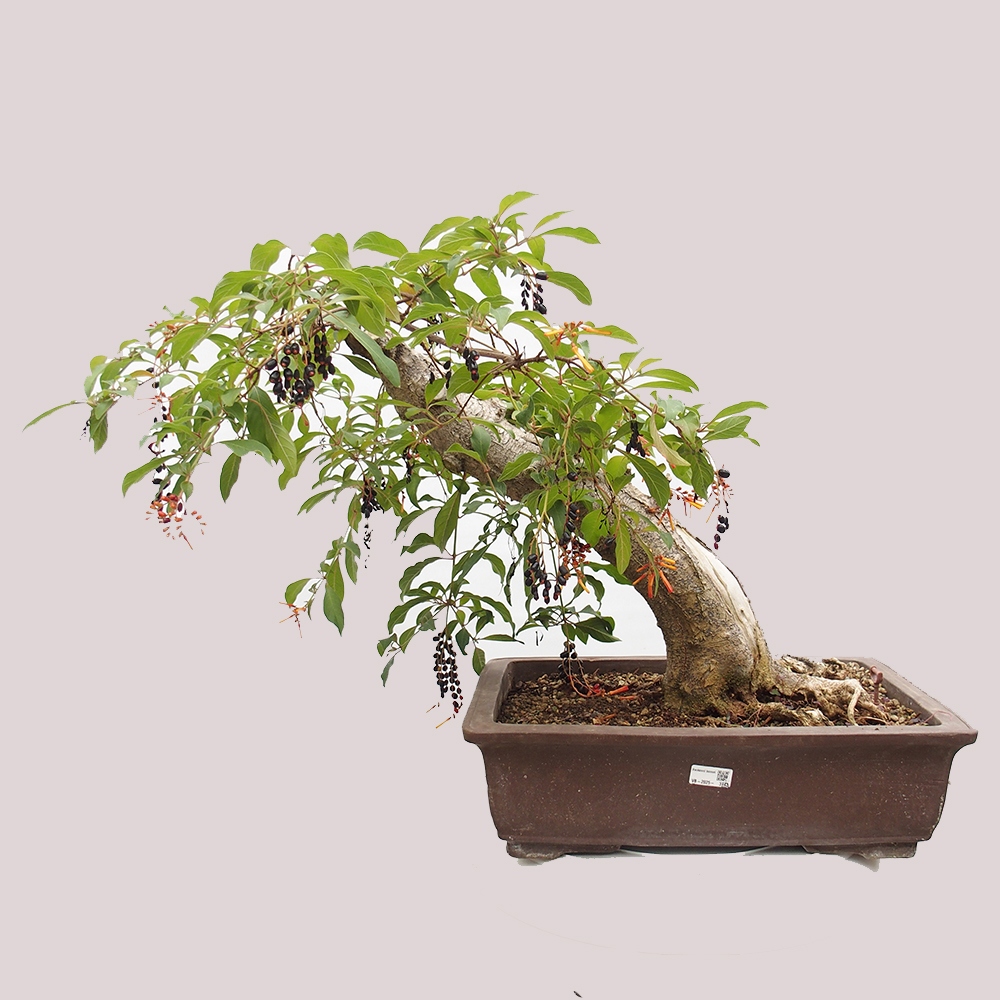 Room bonsai - Hamelia patent