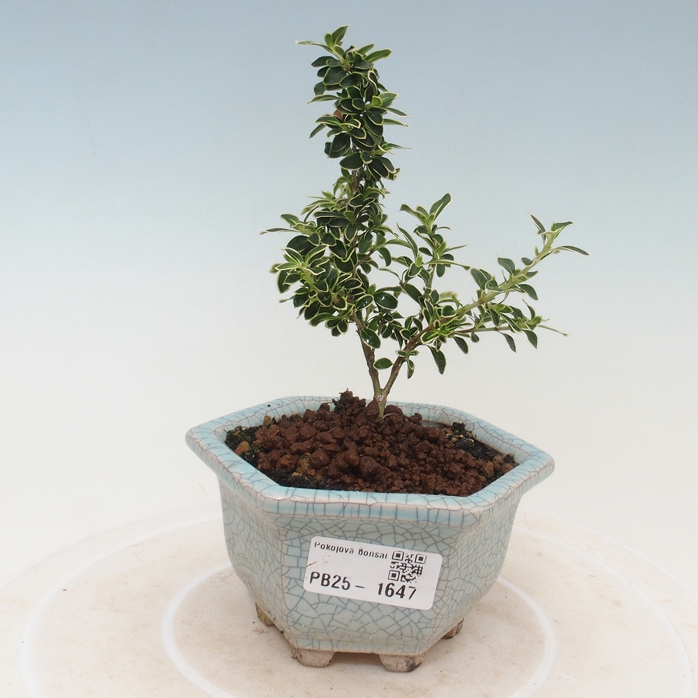 Indoor bonsai - Serissa foetida Variegata - Tree of a thousand stars