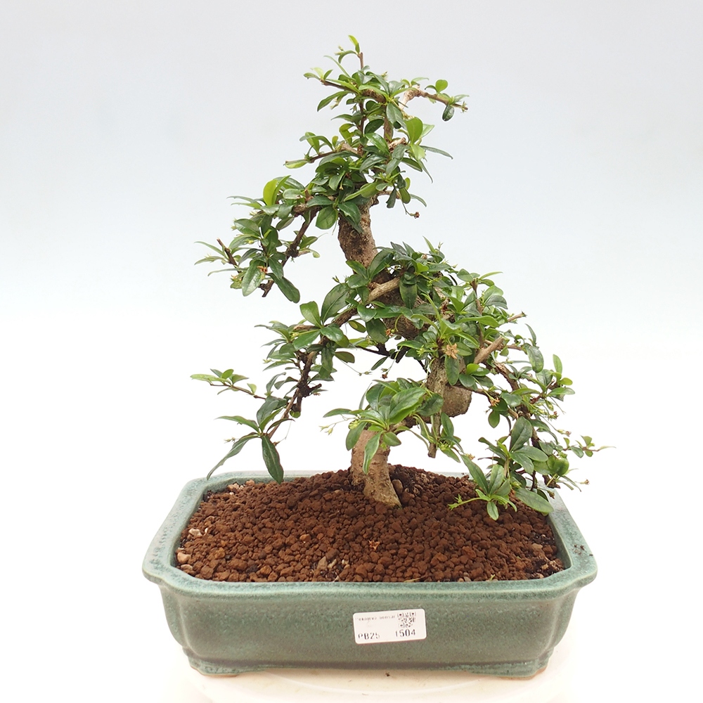 Room bonsai - Carmona macrophylla - Tea fuki