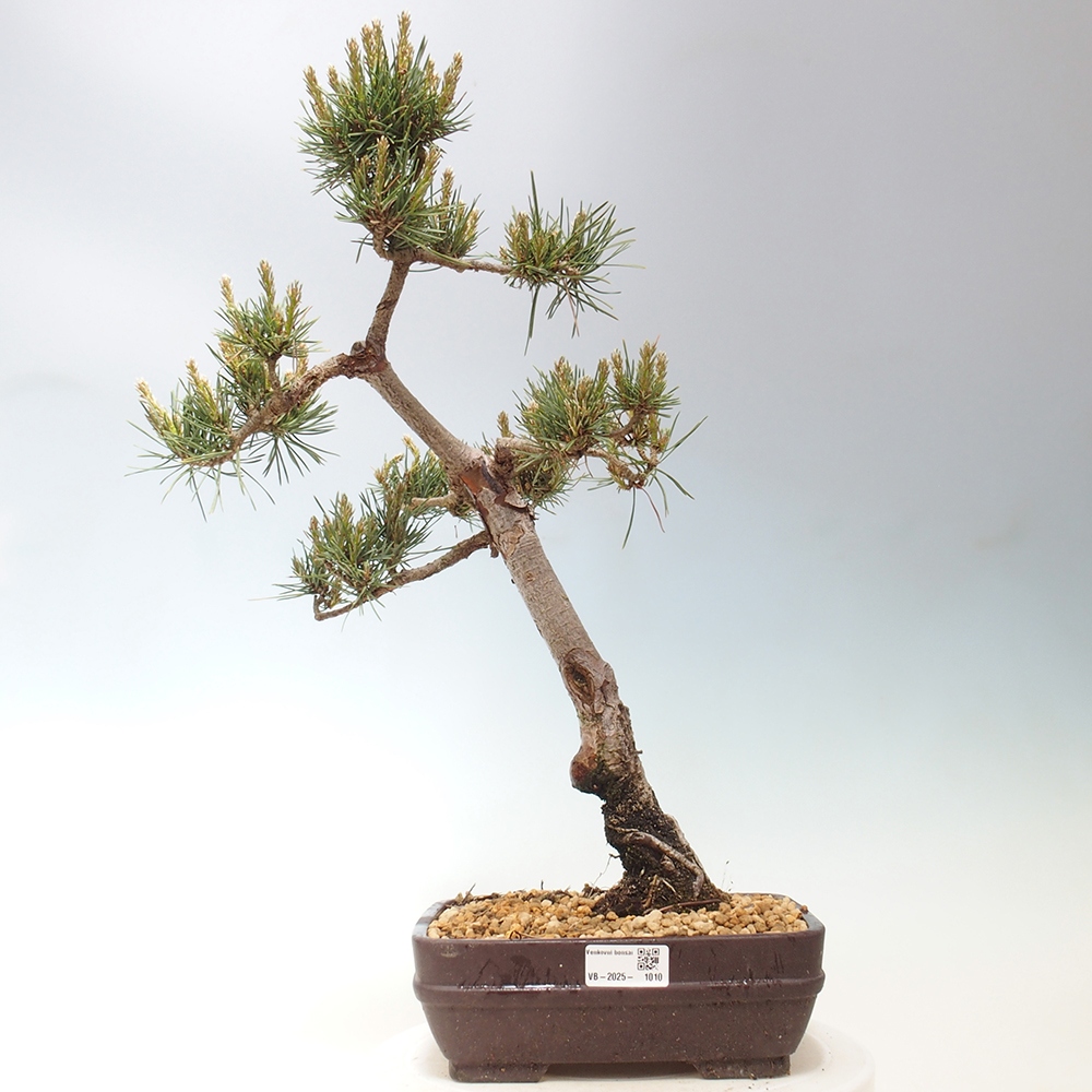 Outdoor bonsai - Pinus Sylvestris - Scots pine