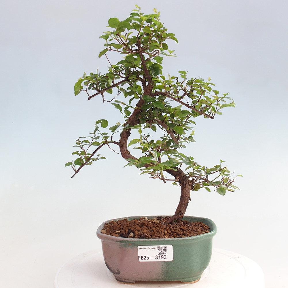 Indoor bonsai - Sagerécie thea - Sagerécie thea
