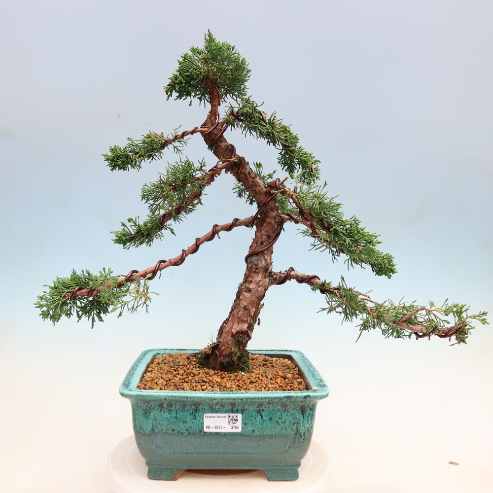 Outdoor bonsai - Juniperus chinensis Kishu