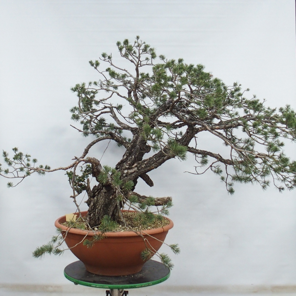 Yamadori - Pinus sylvestris Spain