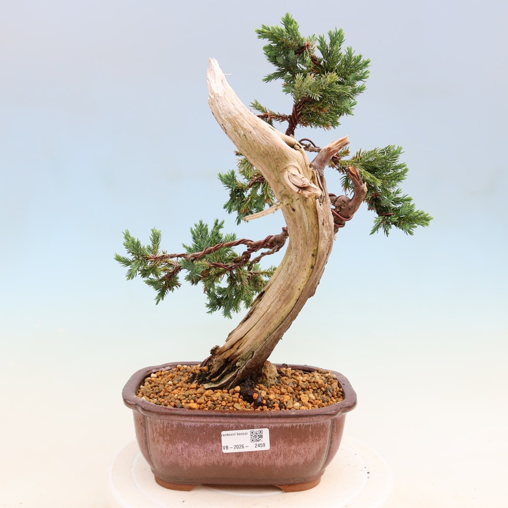 Outdoor Bonsai - Juniperus squamata – Scaly Juniper