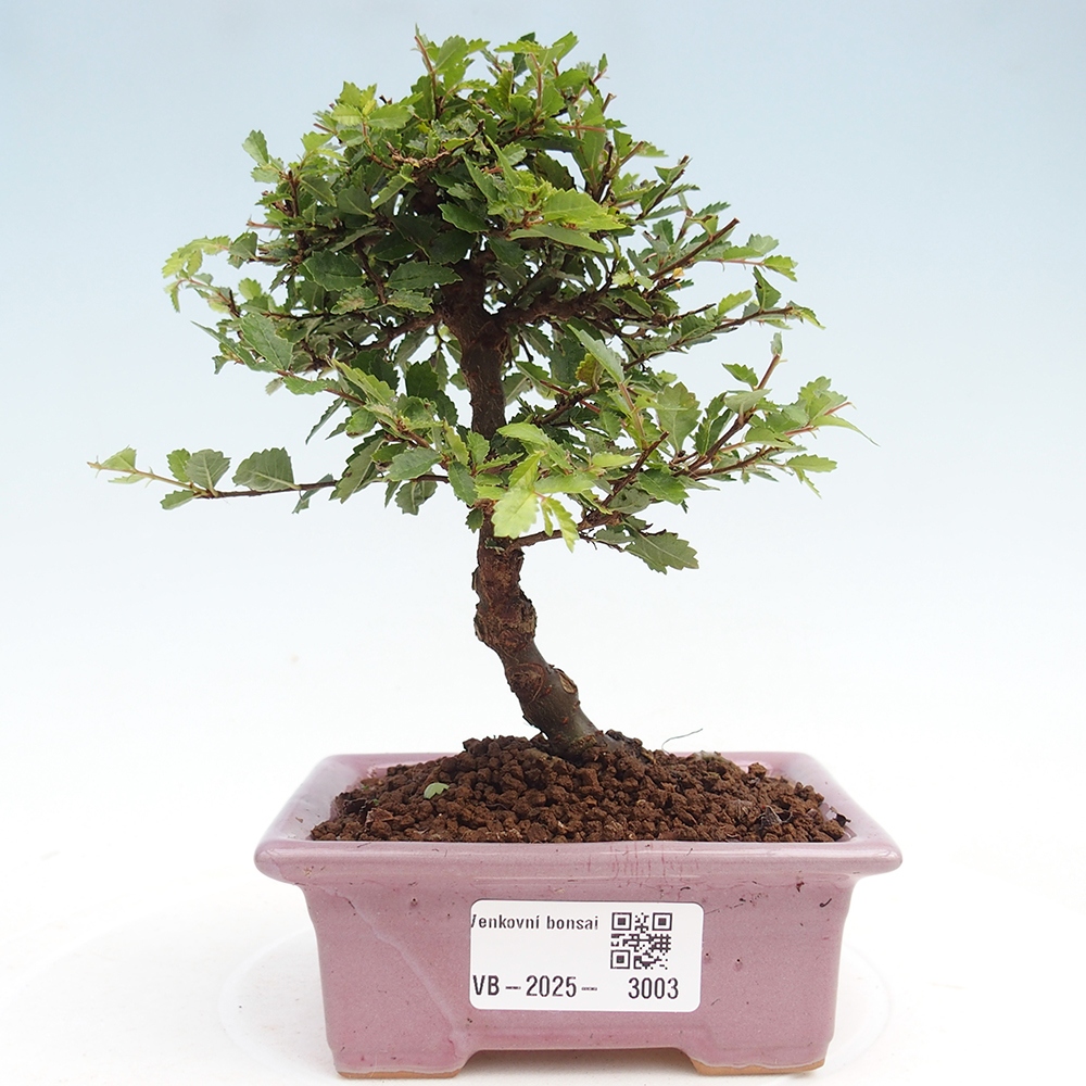 Outdoor bonsai - Ulmus parvifolia Sagei - Small-leaved elm
