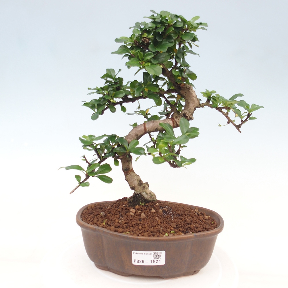 Room bonsai - Carmona macrophylla - Tea fuki