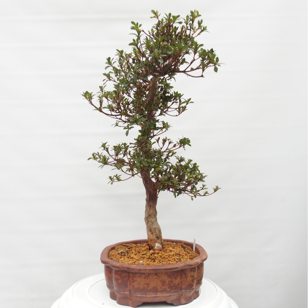 Outdoor bonsai - Japanese Azalea - Azalea Hanatsuzuri