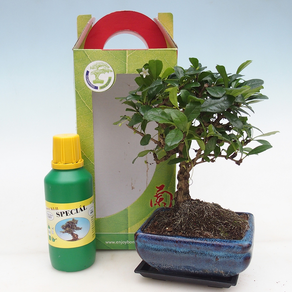Room bonsai in gift box