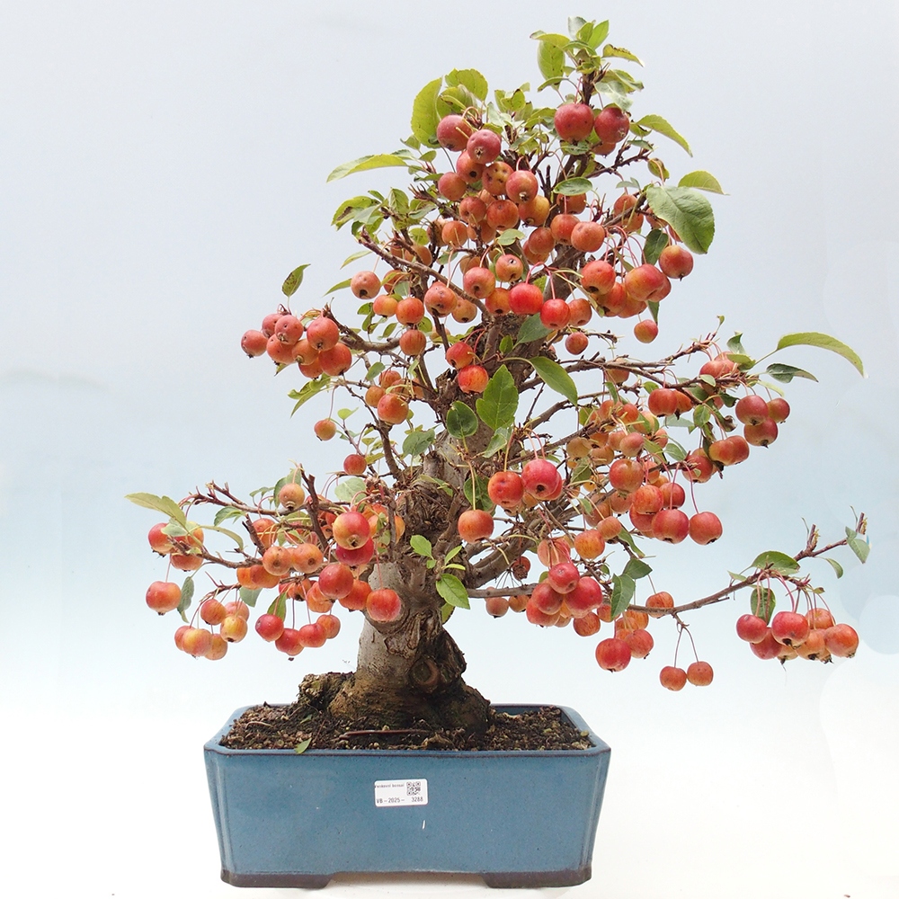 Outdoor bonsai - Malus halliana - Small-fruited apple tree