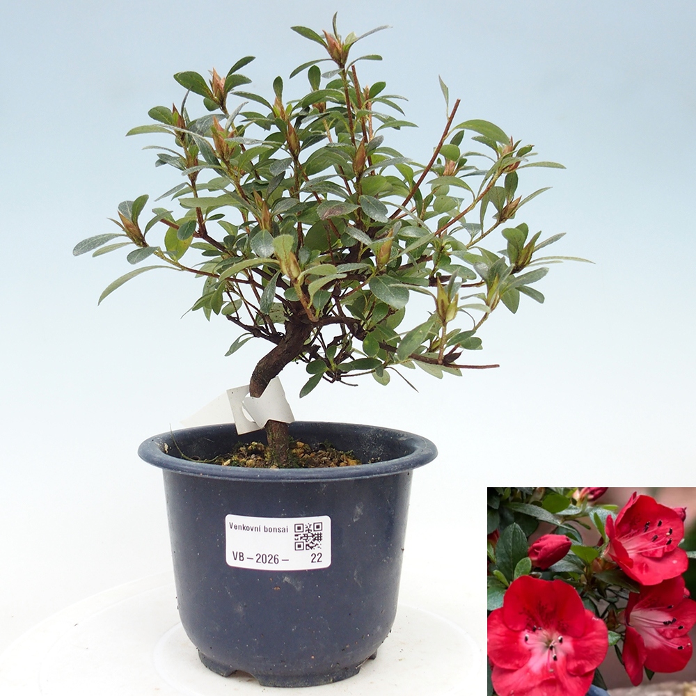 Outdoor bonsai - Japanese Azalea - Azalea Benibeni