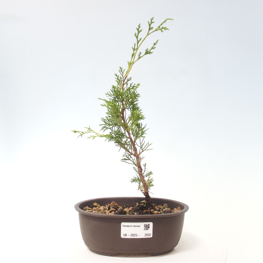 Outdoor bonsai - Juniperus chinensis Itoigawa - Chinese juniper