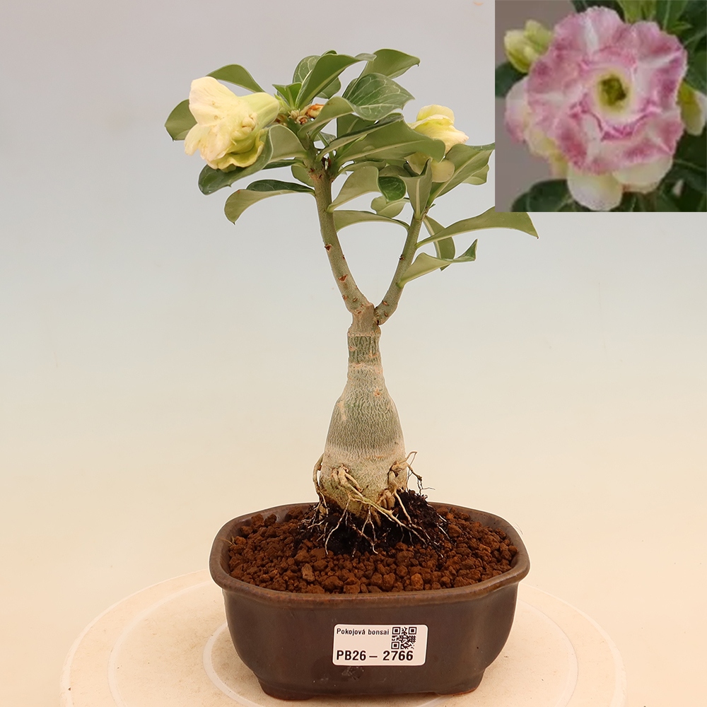 Indoor Bonsai - Adenium obesum, grafted V.F.S.412  - Desert Rose