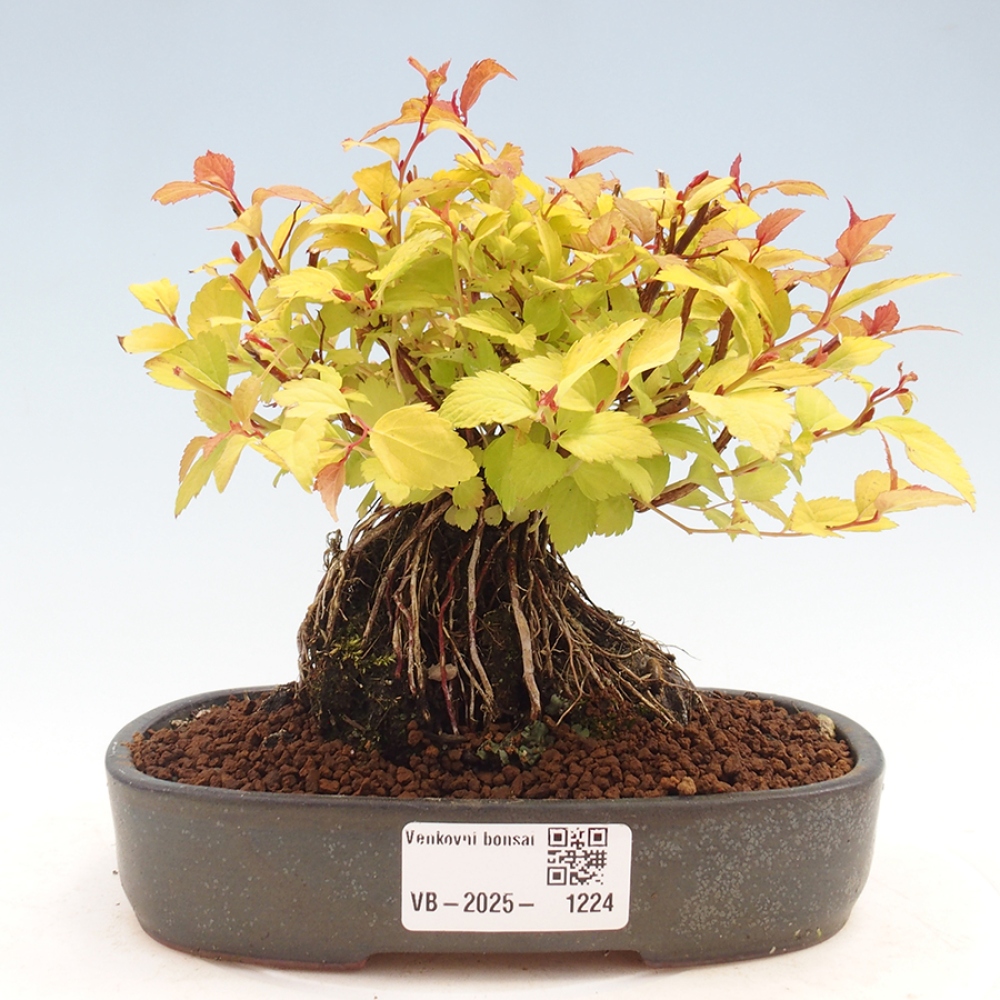 Outdoor bonsai - Spirae Aurea
