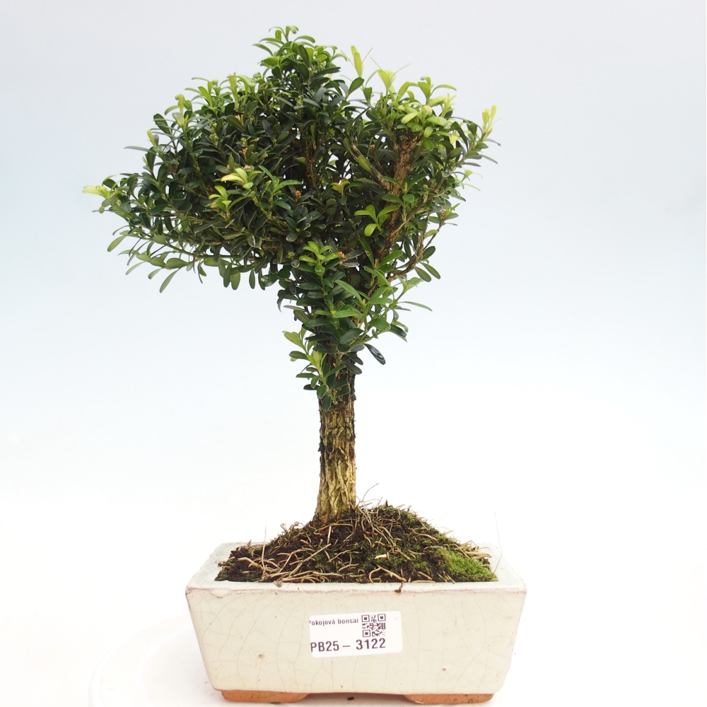 Room Bonsai - Buxus harlandii - Cork boxwood