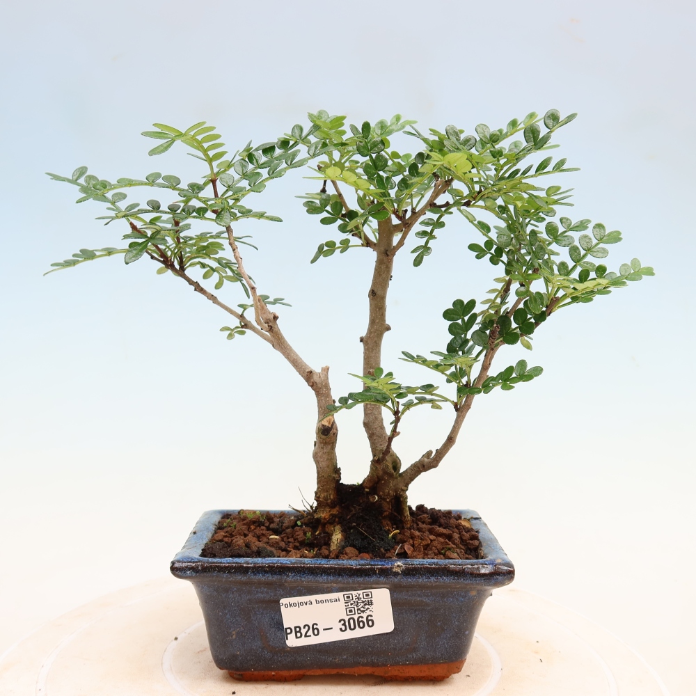 Room bonsai - Zantoxylum piperitum - pepper tree