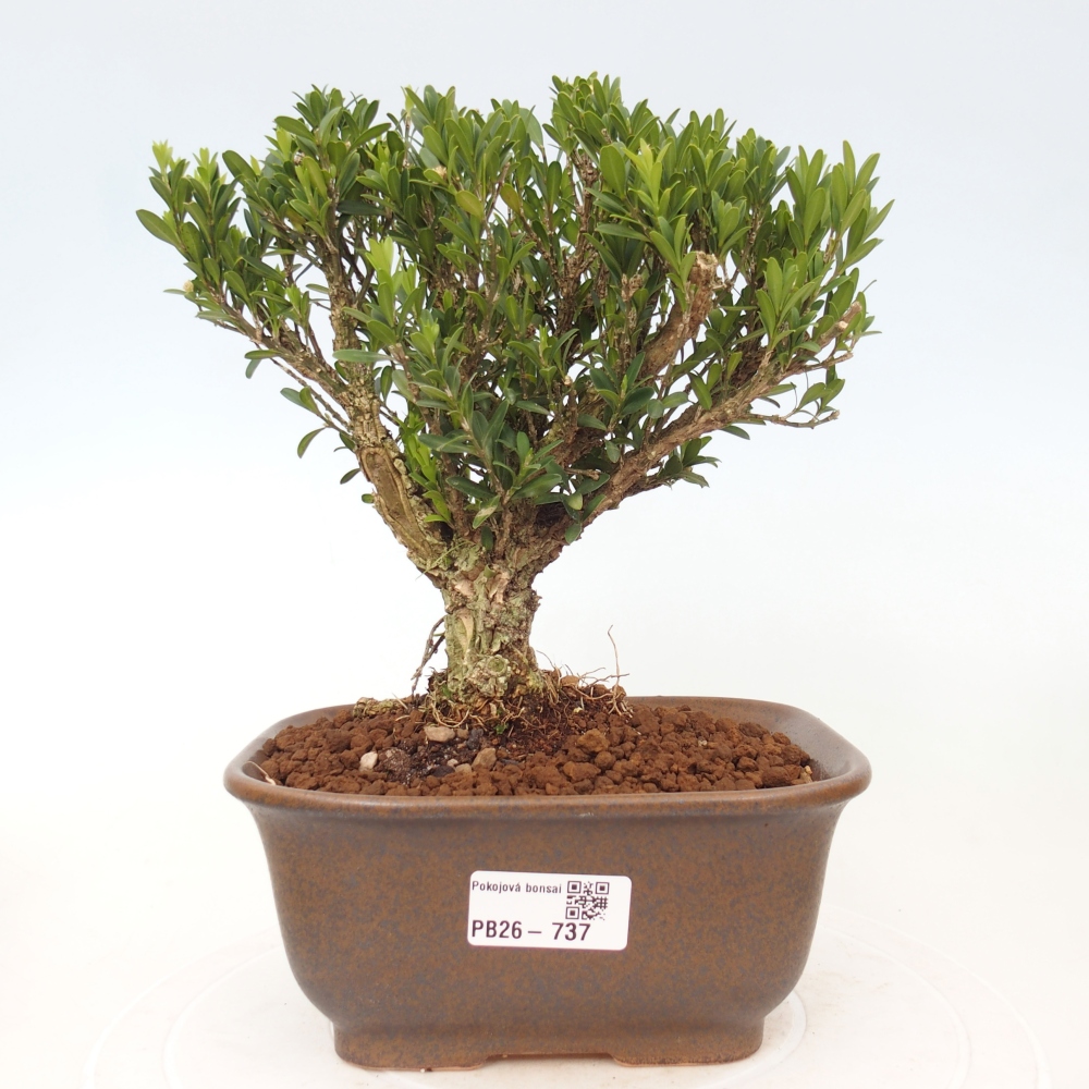 Room bonsai - Buxus harlandii - cork buxus
