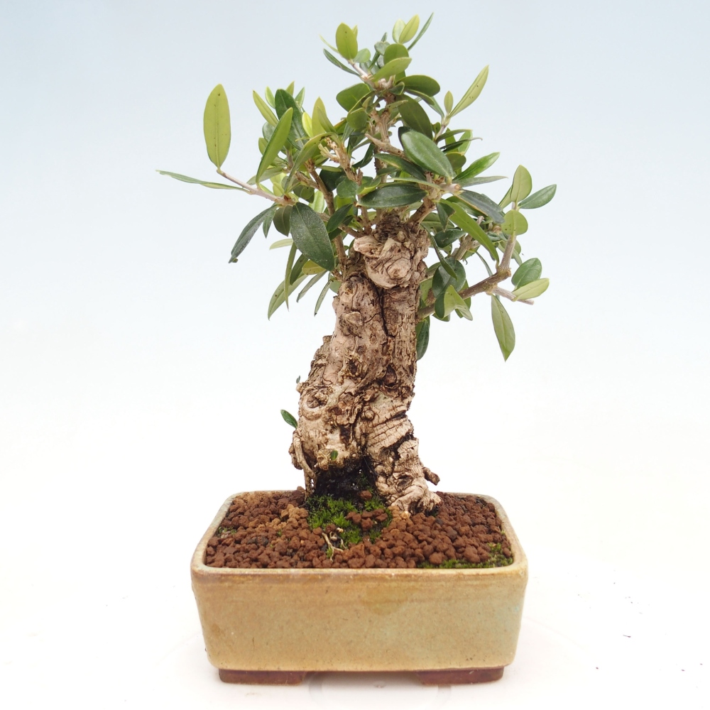 Indoor bonsai - Olea europaea sylvestris - European small-leaved olive oil