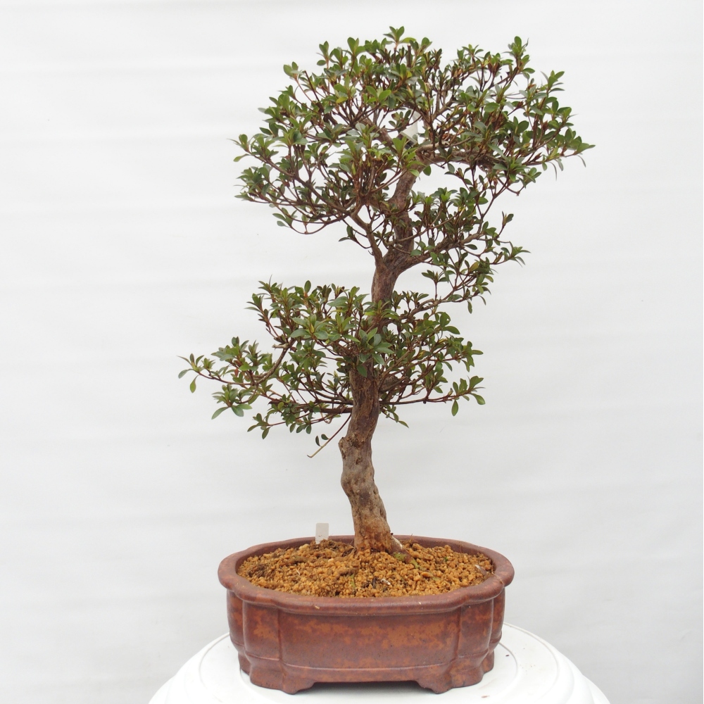 Outdoor bonsai - Japanese Azalea - Azalea Hanatsuzuri