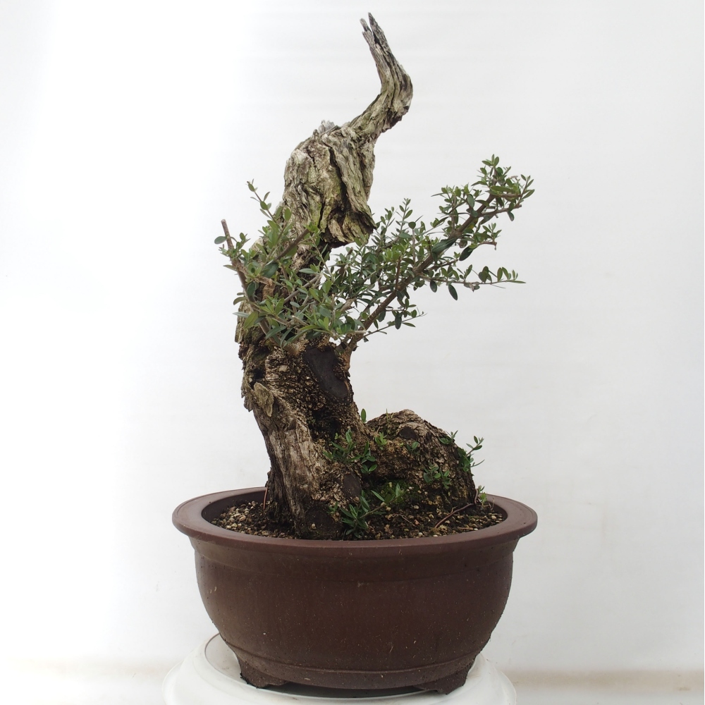 Indoor bonsai - Olea europaea sylvestris - European small-leaved olive oil