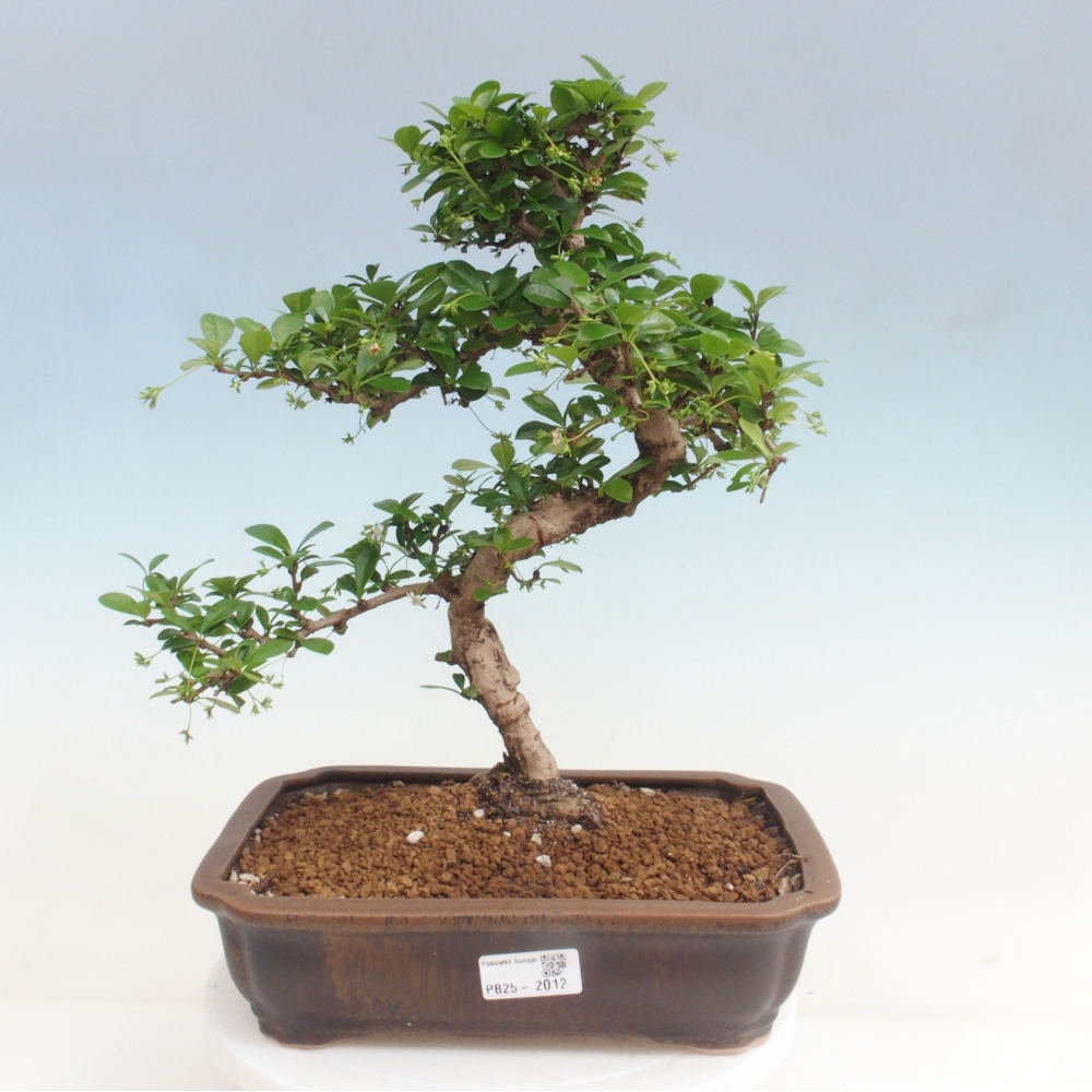 Room bonsai - Carmona macrophylla - Tea fuki