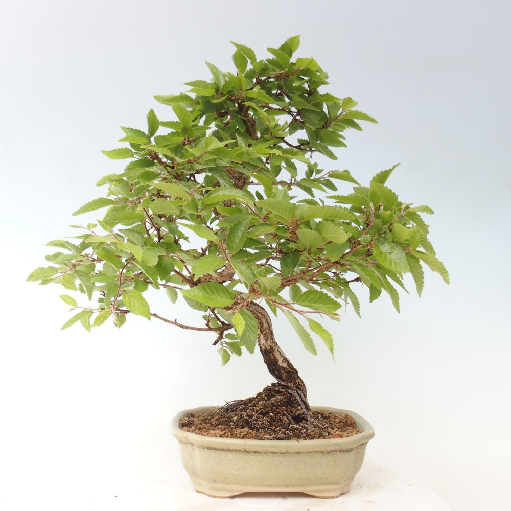 Outdoor bonsai -Carpinus CARPINOIDES - Korean Hornbeam