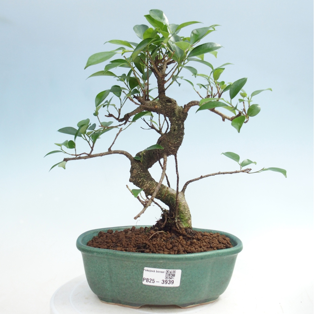 Room bonsai - Ficus retusa - small-leaved ficus